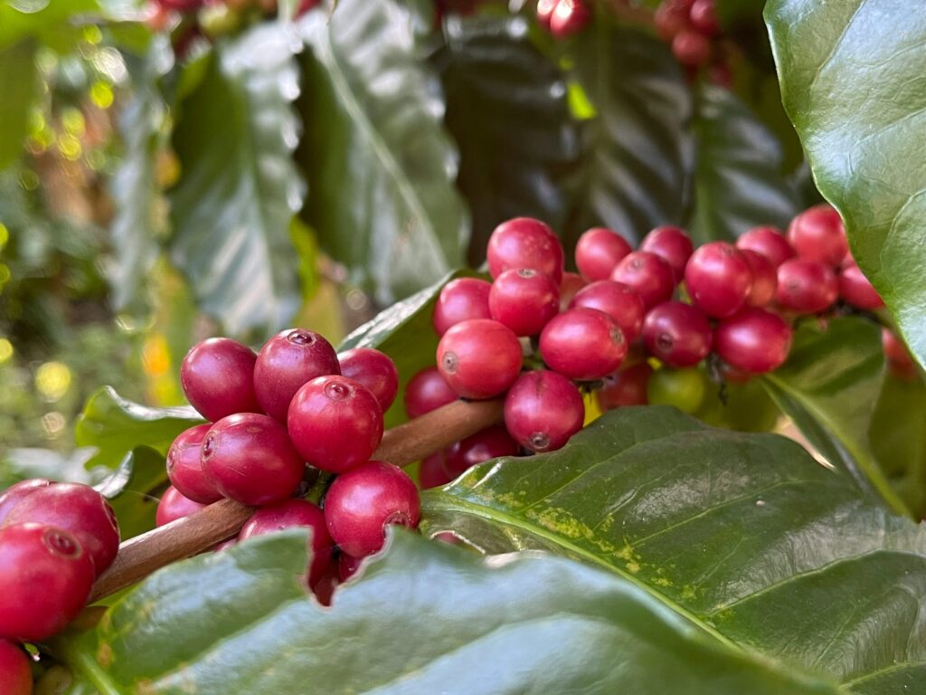 コーヒーチェリーの画像